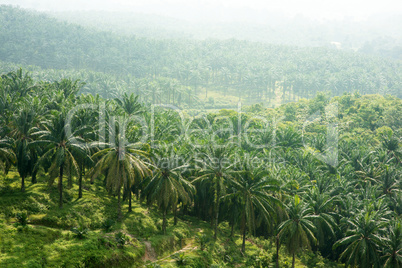 Palm oil estate