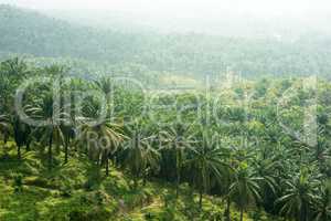 Palm oil estate
