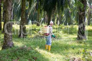 weeds poisoning in oil palm plantations
