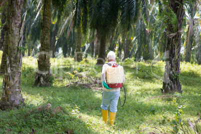 Palm oil and worker.