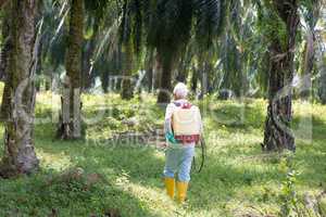 Palm oil and worker.