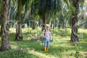 spraying herbicides at plantation