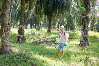 spraying herbicides at oil palm estate