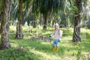 spraying herbicides at oil palm estate