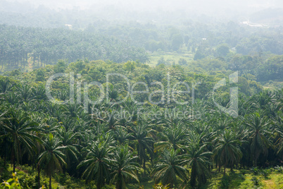 Palm oil tree