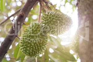 Musang king durian tree