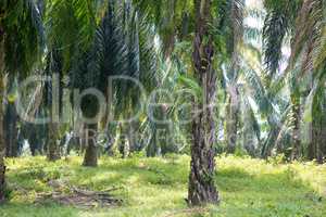 Palm oil plantation at Asia.