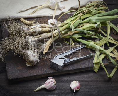 young garlic tied in a bundle with a rope