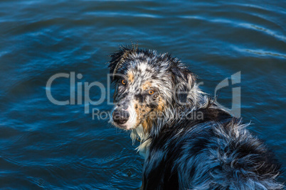 Australian shepherd dog at a lake