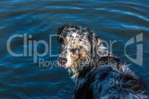 Australian shepherd dog at a lake