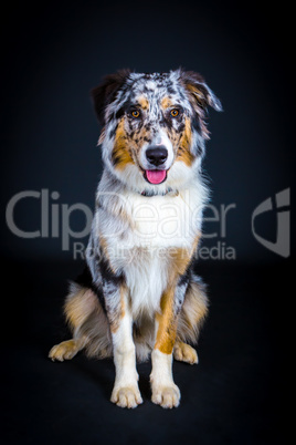 cute australian shepherd dog posing