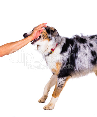 dog bites in mans arm