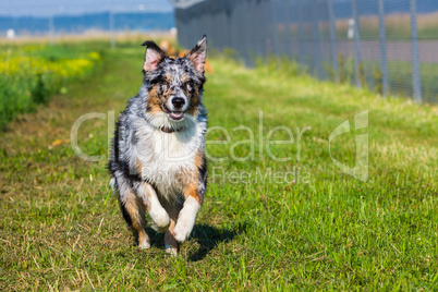 young australian shepherd dog running