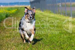 young australian shepherd dog running