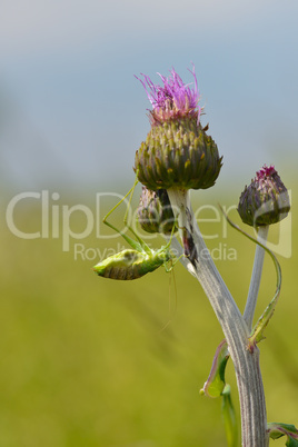 Grünes Heupferd (Tettigonia viridissima)