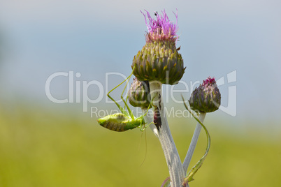 Grünes Heupferd (Tettigonia viridissima)