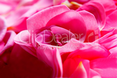 Background of rose petals