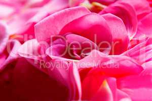 Background of rose petals