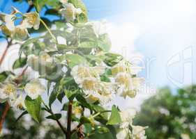 Blooming jasmine bush