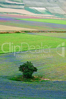 A tree between flowers of the lentil