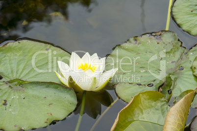 Weiße Lotusblüte