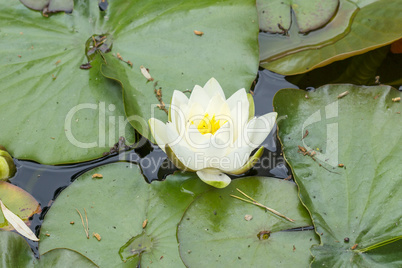 White Lotus Flower on a lake