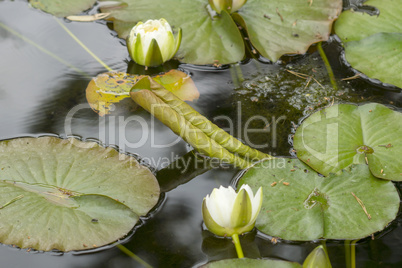 White Lotus Flower on a lake