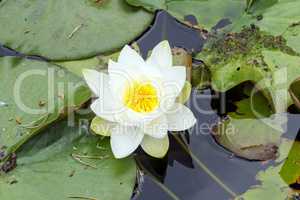 Weiße Lotusblüte