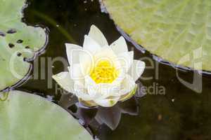 White Lotus Flower on a lake
