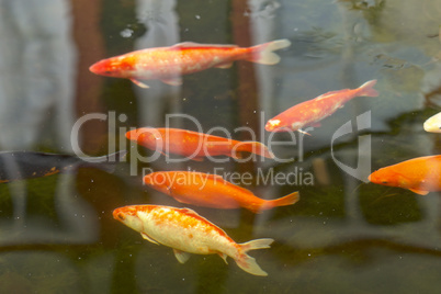 Koi Fische im Teich