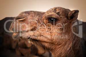 camel head. Travel through the desert