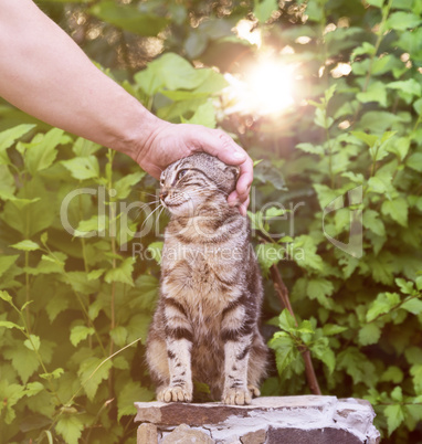 a man's hand strokes the head of a gray street cat