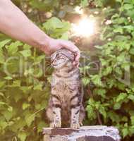 a man's hand strokes the head of a gray street cat