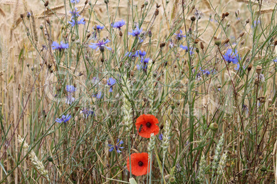 Rote Mohn blumen und blaue Blumen auf einem Weizenfeld