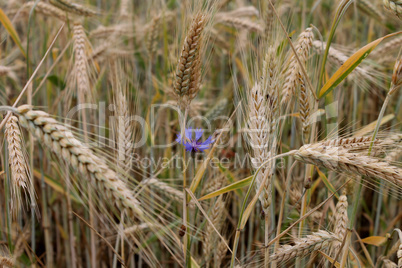 Blaue Blume unter dem Weizenfeld
