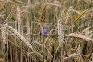 Blaue Blume unter dem Weizenfeld