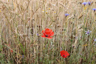 Rote Mohnblumen und blaue Blumen