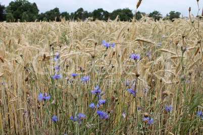 Blaue Blumen auf einem Hintergrund des grünen Weizens