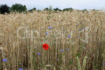 Mohnblume auf dem Weizenfeld