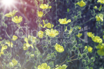 blooming yellow flowers on a summer day