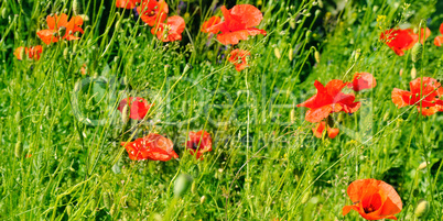 Scarlet poppies against the background of green grass. Focus on