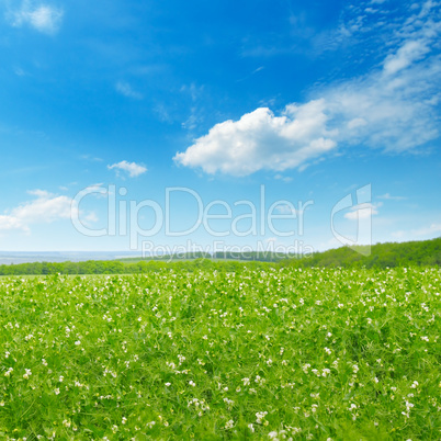 Picturesque green field and blue sky with light clouds.