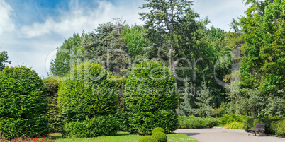 Summer park,hedge, green meadow and blue sky. Wide photo.