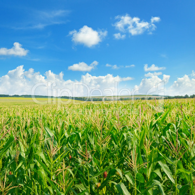 Bright green cornfield and blue sky with light cumulus clouds.