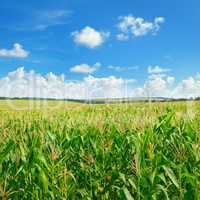 Bright green cornfield and blue sky with light cumulus clouds.