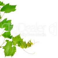 Vine and leaves isolated on white. Free space for text.