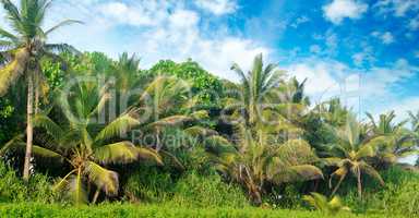 Tropical palms on the sandy beach . Wide photo.