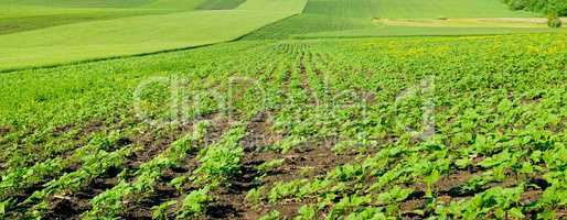 Green field with sprouts of sunflower. Agricultural landscape. W