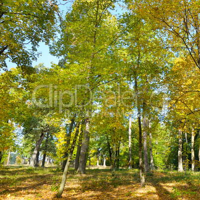 Autumn forest and fallen yellow leaves.