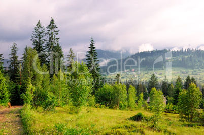 Slopes of mountains, coniferous trees and clouds in the evening